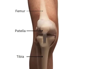 anatomy and funtion of the knee